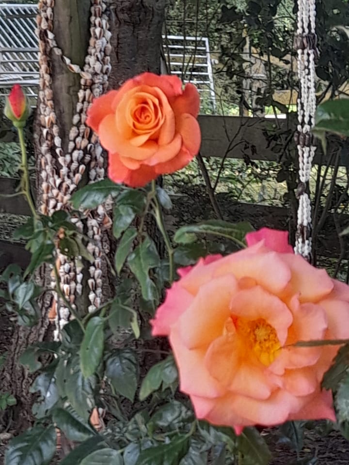 Foto 37 van Hoogeweg 11