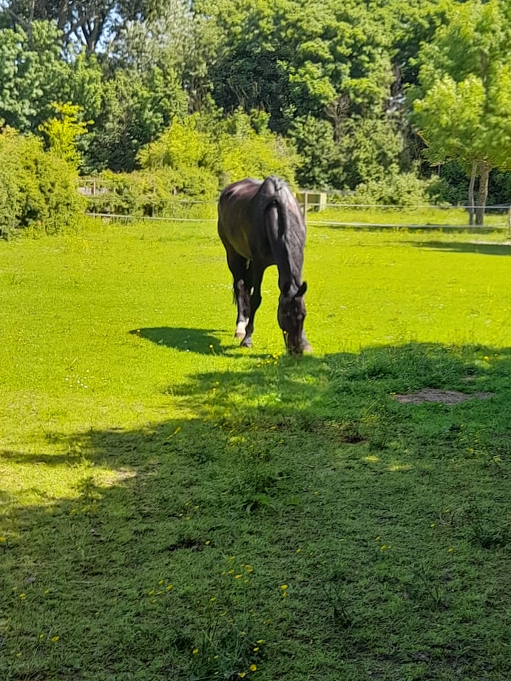 Foto 41 van Hoogeweg 11