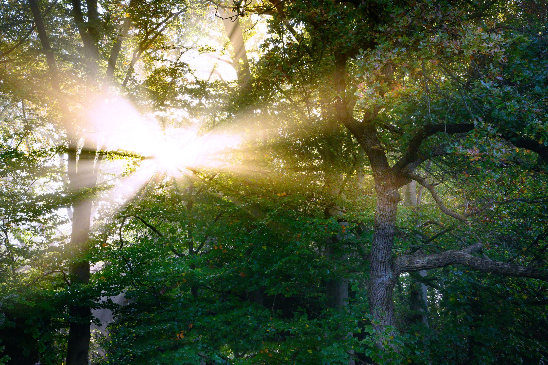 Photo 33 of Houtwal 8