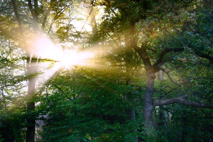 Foto 33 van Houtwal 8