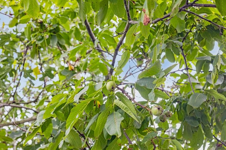 Photo 38 of Laurentiusstraat 26