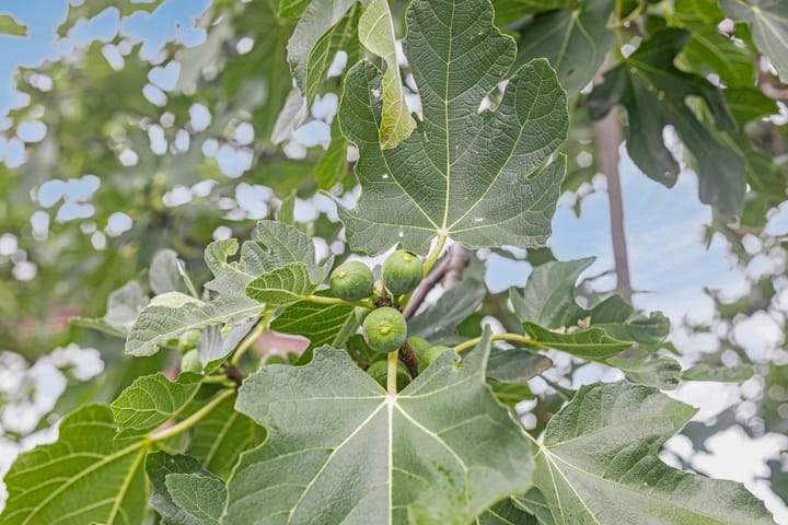 Photo 39 of Laurentiusstraat 26