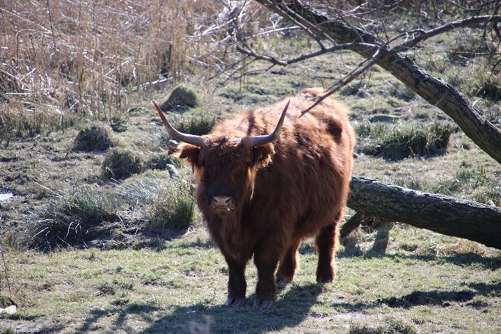 Bekijk foto 52 van Lijster 43