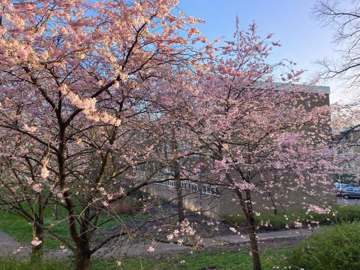 Foto 19 van Gijsbrecht van IJselsteinstraat 41