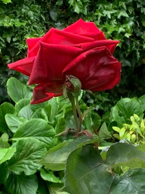 Foto 91 van Oudendijk 76