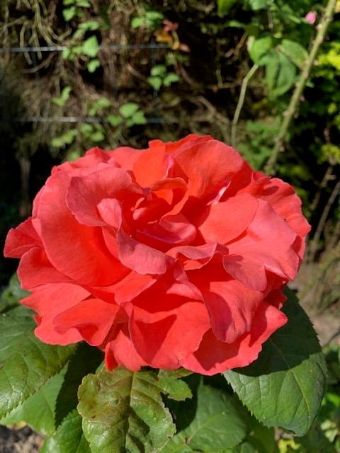 Foto 106 van Oudendijk 76