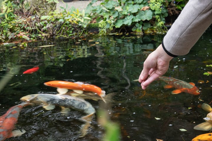 Foto 28 van Keizerskroon 36