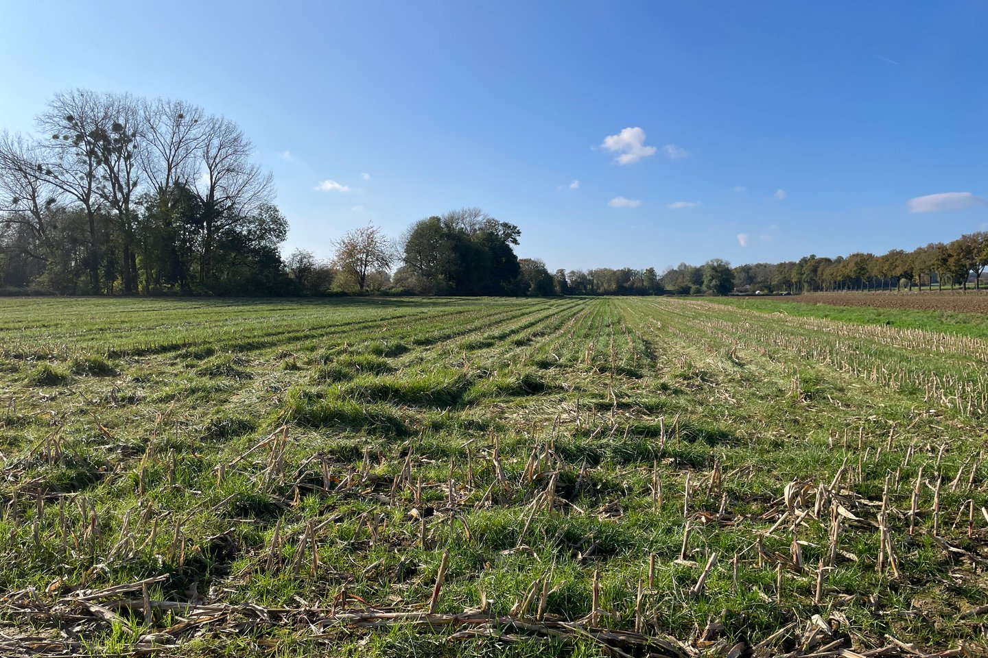 Bekijk foto 4 van Steinweg