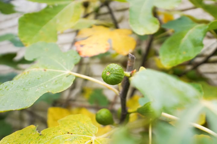 Foto 17 van Davelaarsgoed 74