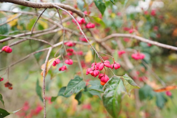 Foto 50 van Davelaarsgoed 74