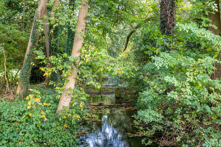 Bekijk foto 39 van IJsvogel 66