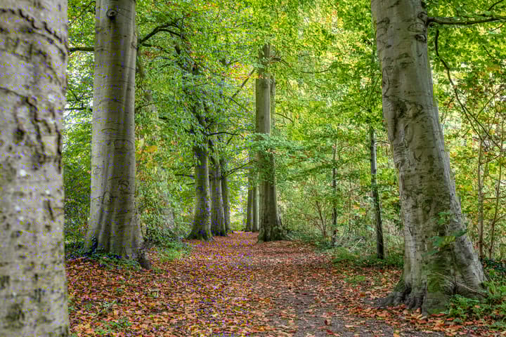 Foto 41 van IJsvogel 66