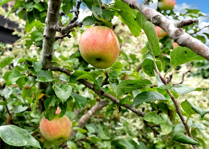 Foto 35 van Oranjestraat 10