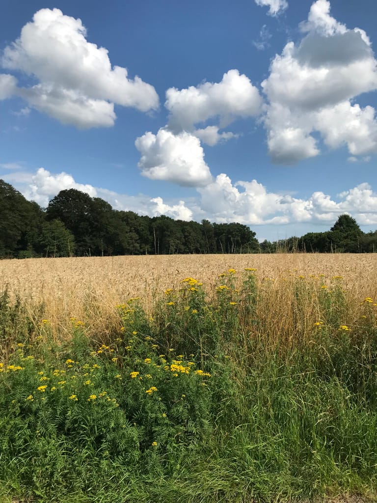 Foto 22 van Enzerinckweg 12-227