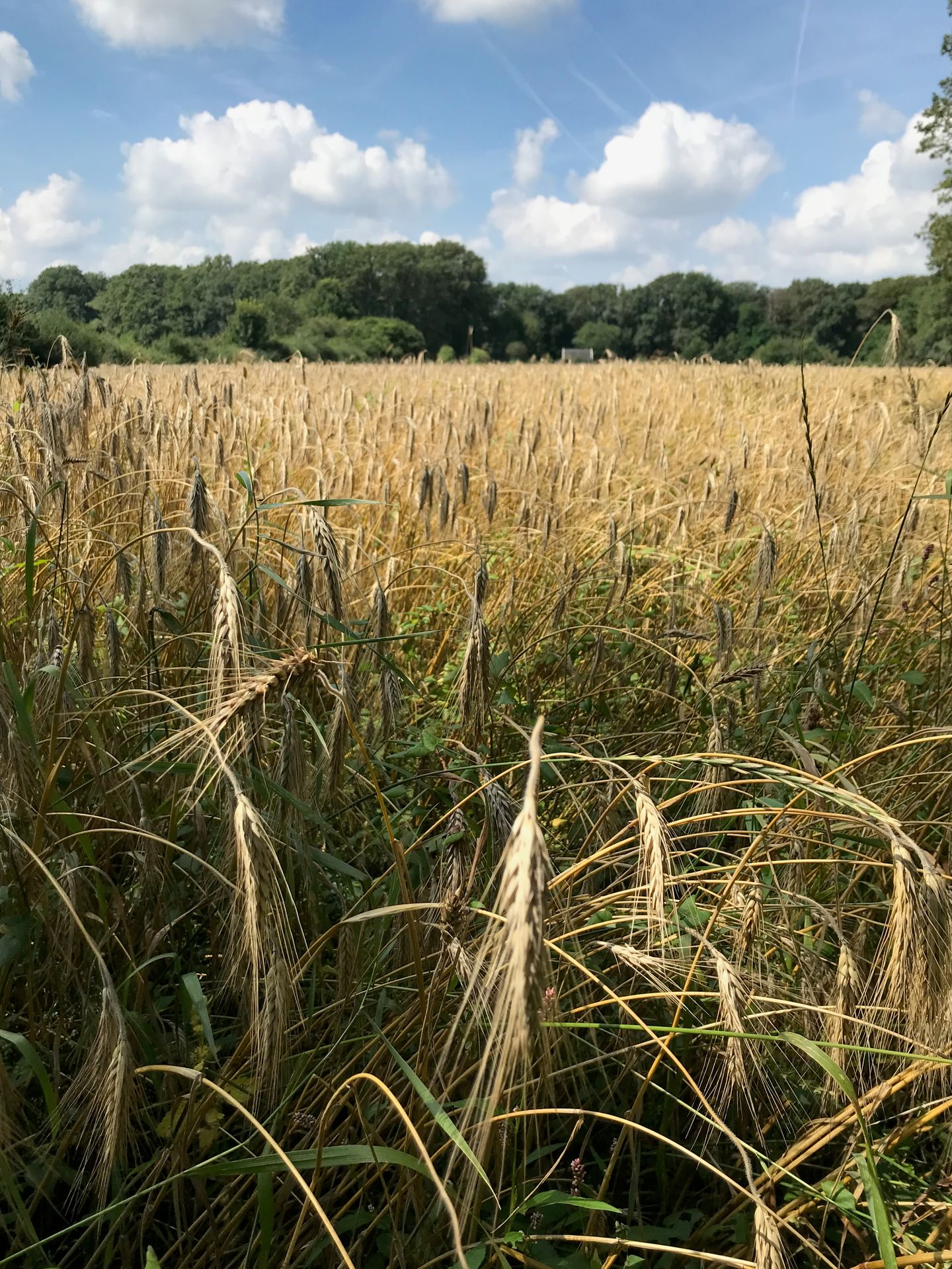 Foto 25 van Enzerinckweg 12-227