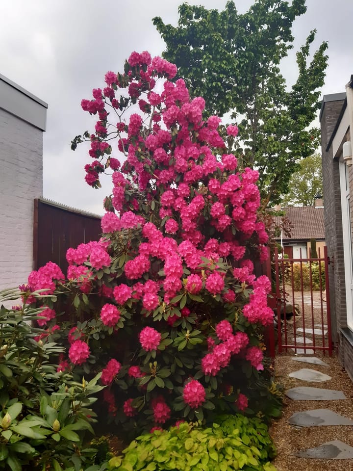 Foto 36 van Statenlaan 8