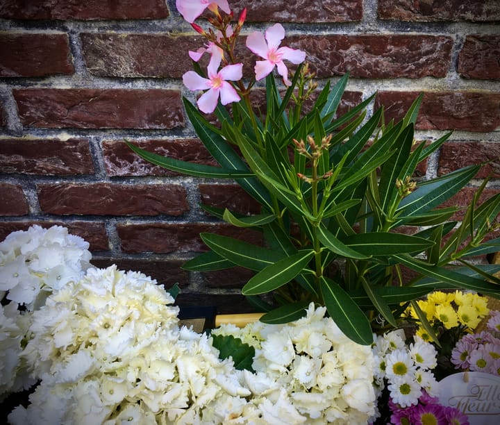 Foto 29 van Julianastraat 49