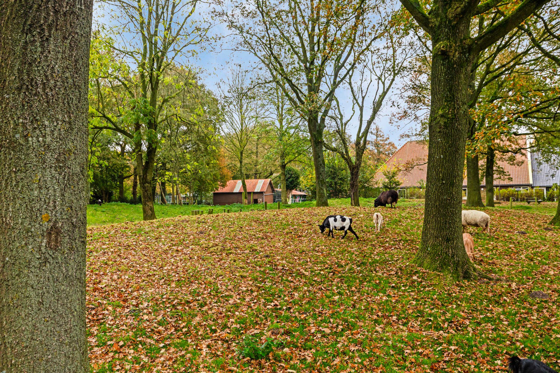 Foto 33 van Diezestraat 11