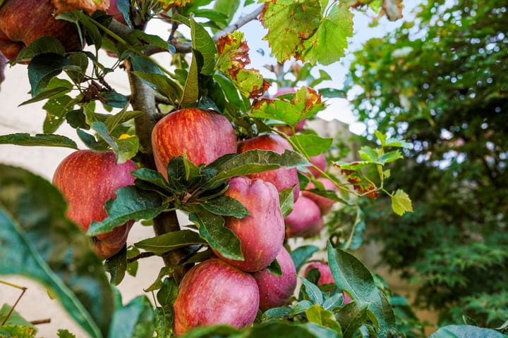 Foto 33 van Vredeman de Vriesstraat 43