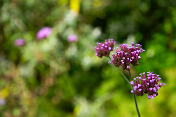 Foto 69 van van Raesfeltstraat 37