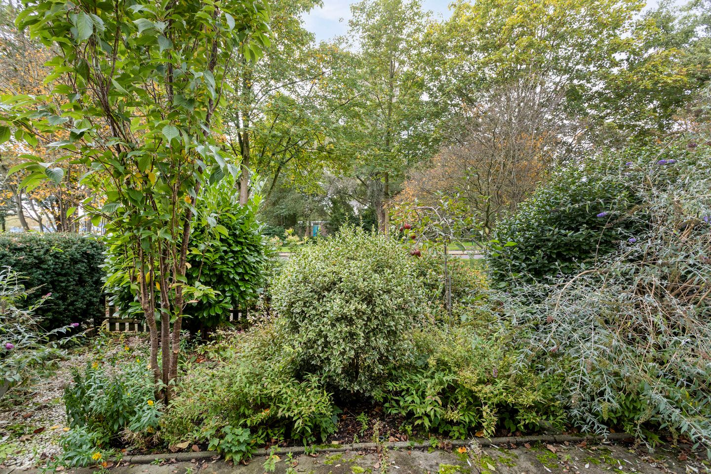 Foto 4 van Ebbenhorst 1