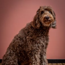 Kees - HR-medewerker