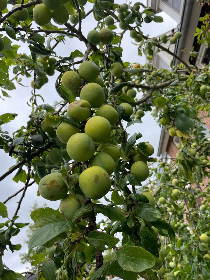 Foto 6 van Westhove 161