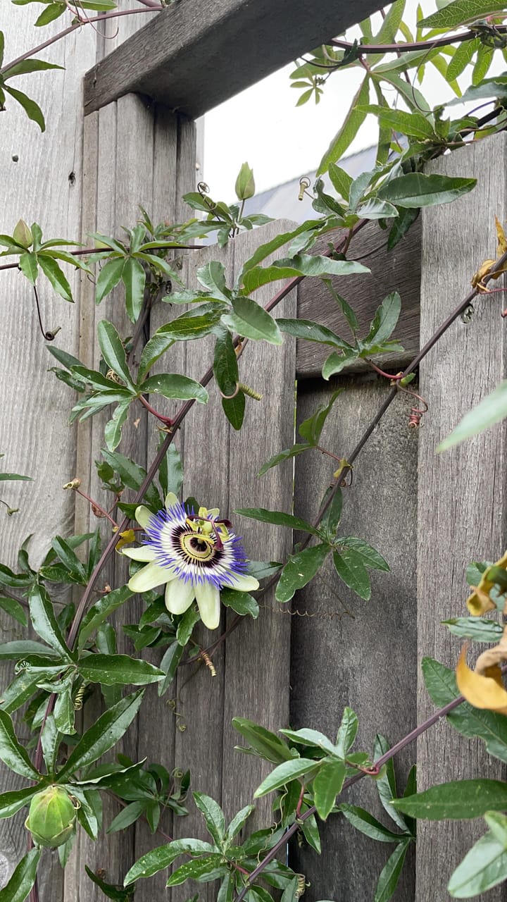 Foto 25 van Westhove 161