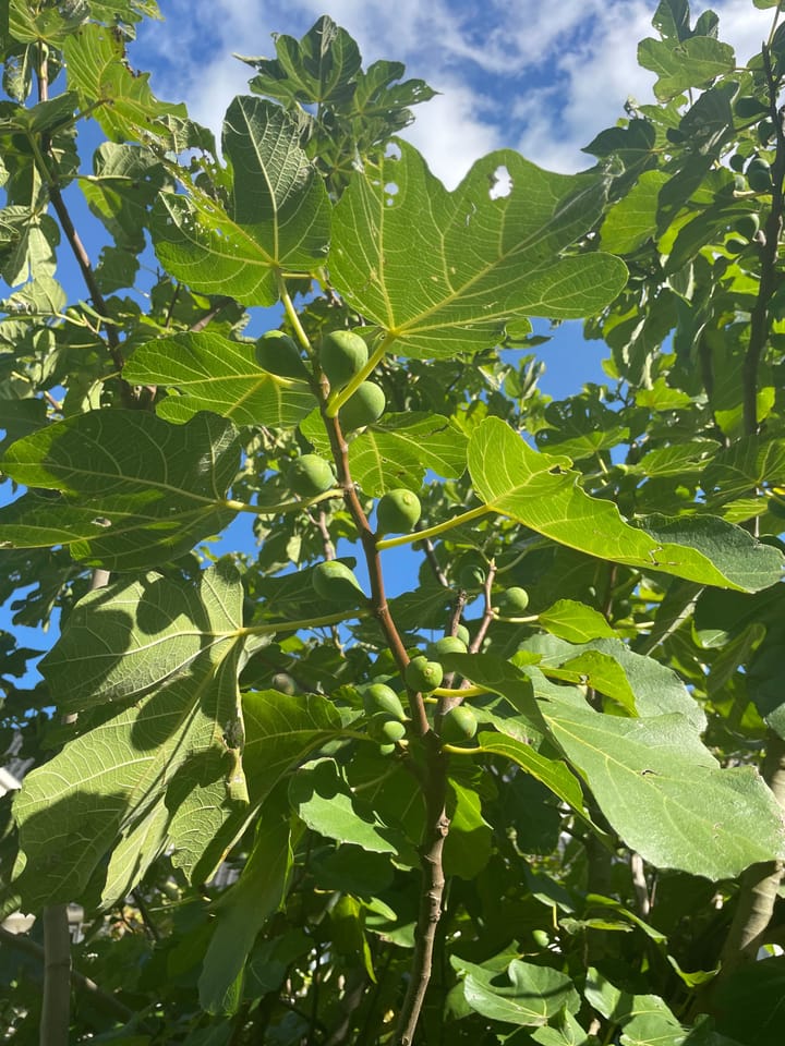 Foto 26 van Westhove 161