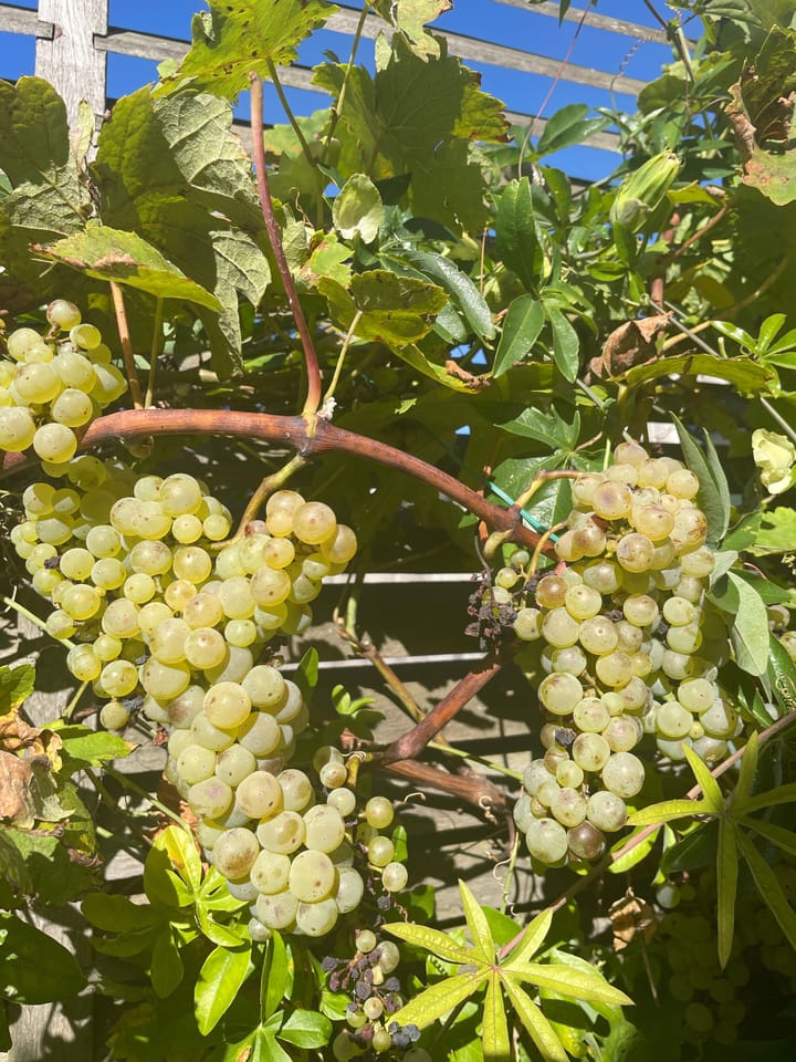 Foto 27 van Westhove 161