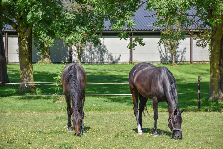 Foto 37 van Ludenbos 10