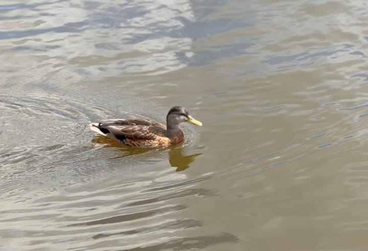 Foto 10 van Rijksstraatweg 78-C28