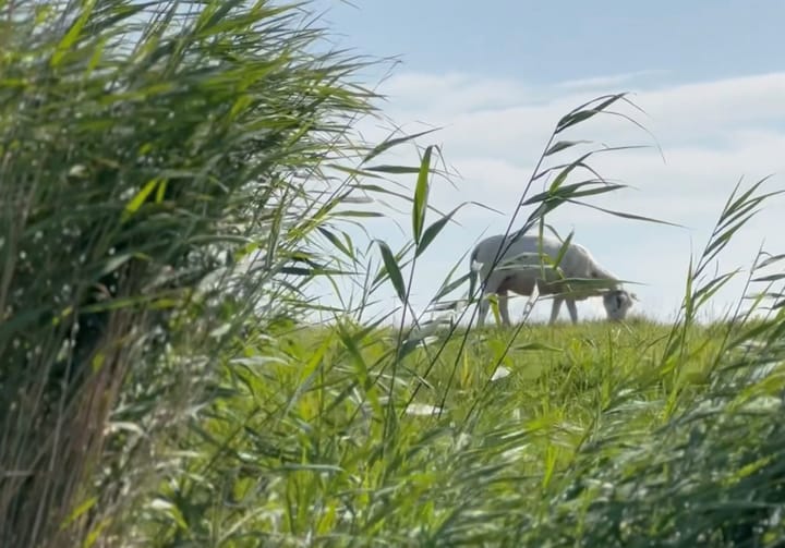 Foto 13 van Rijksstraatweg 78-C28