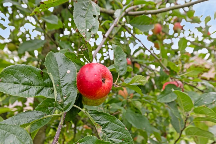 Foto 48 van De Akkers 1