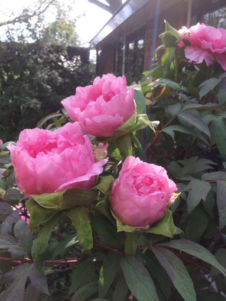 Foto 57 van Schansdijk 3