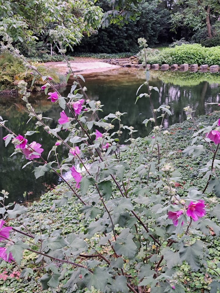 Foto 53 van Beukenlaan 10