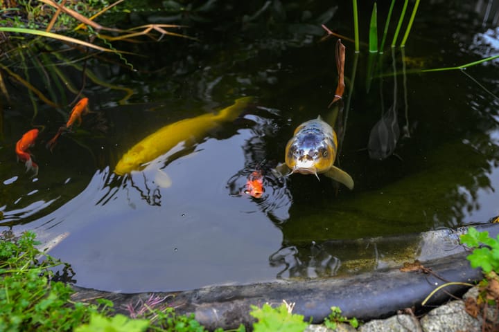 Foto 33 van Fatimastraat 24