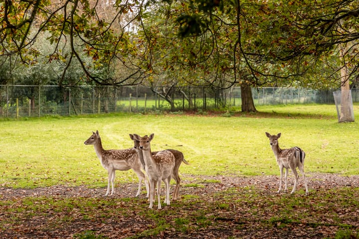 Foto 48 van Zandweg 39