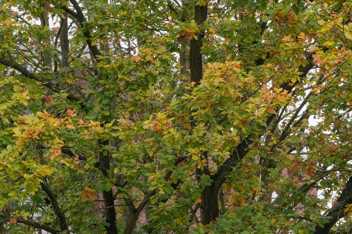 Foto 15 van Maasstraat 70