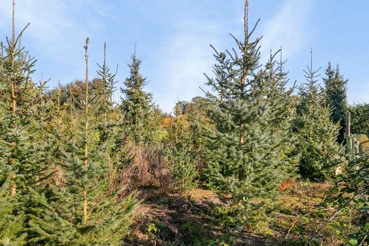 Foto 33 van Pastoor van Schijndelstraat 11