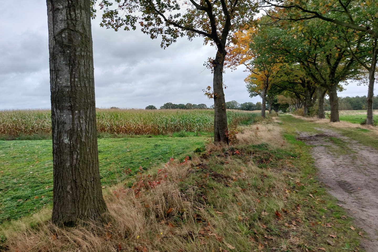 Bekijk foto 5 van Elzenweg/Roggeweg