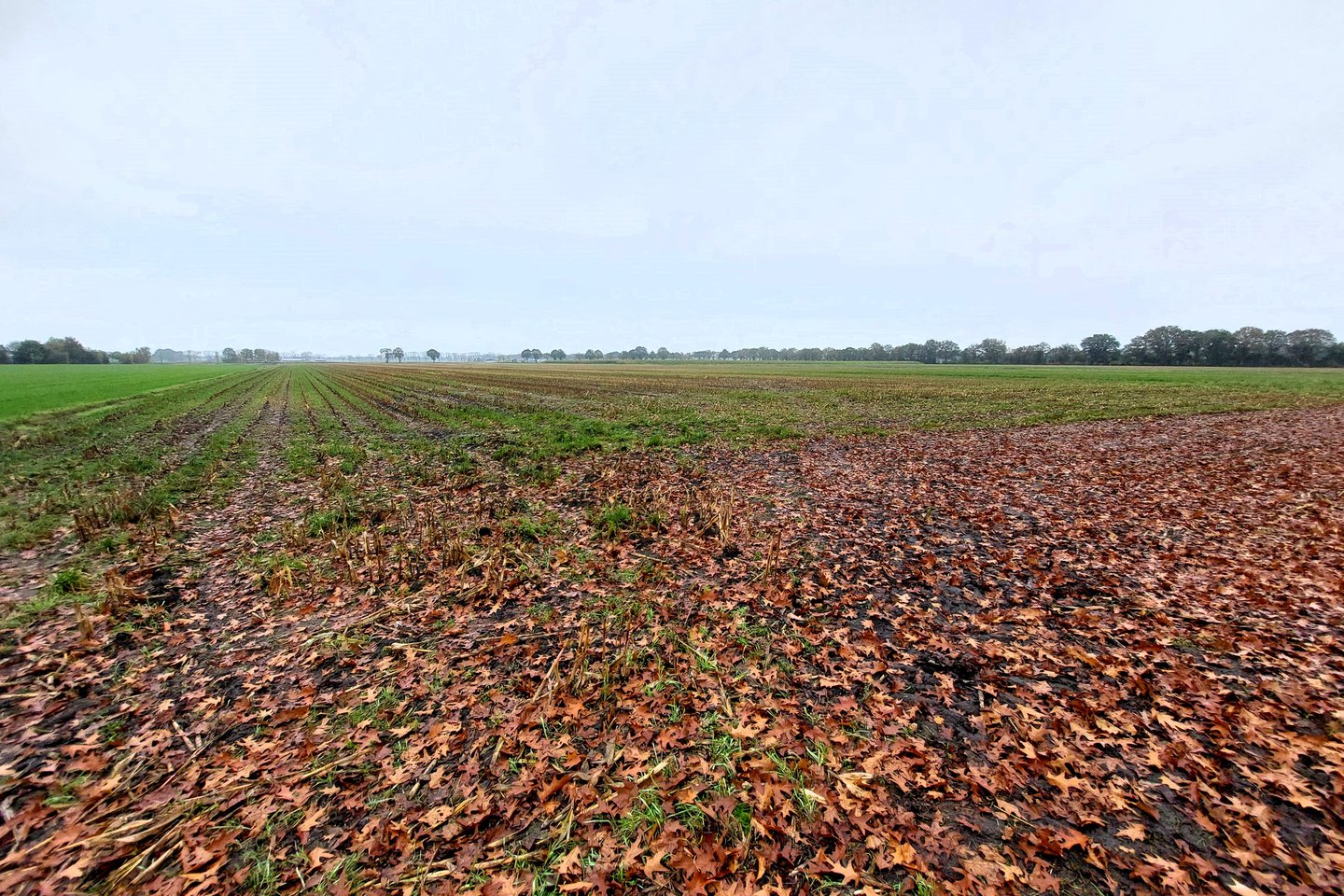 Bekijk foto 2 van Elzenweg/Roggeweg