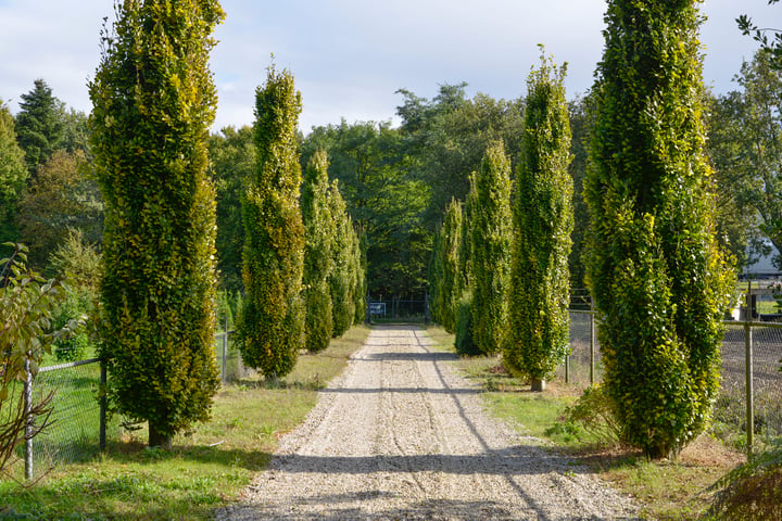 Bekijk foto 24 van Rijksweg 7