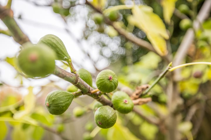 Foto 34 van Acaciastraat 13