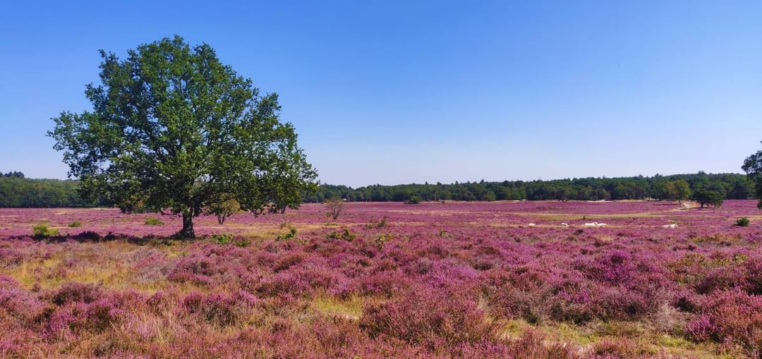 Photo 38 of Buisweg 48