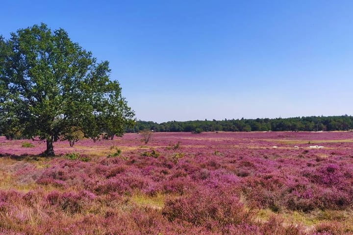 Bekijk foto 38 van Buisweg 48