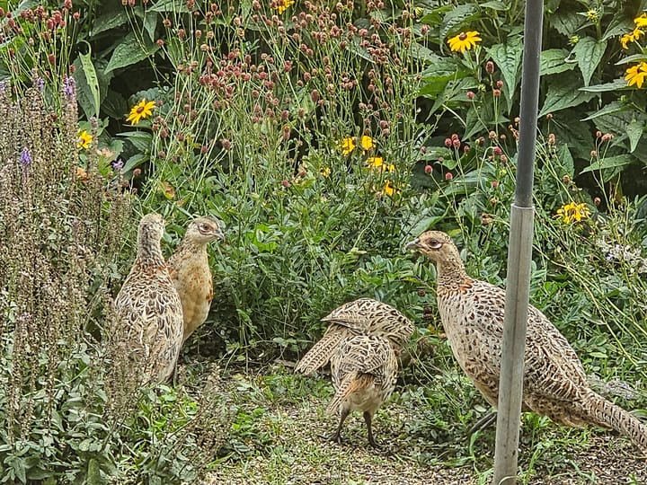 Foto 16 van Winterdijk 43