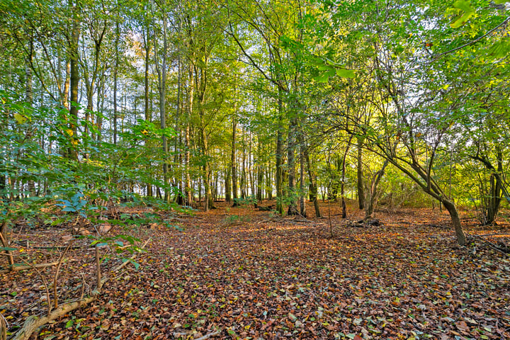 Bekijk foto 34 van Woldweg 185