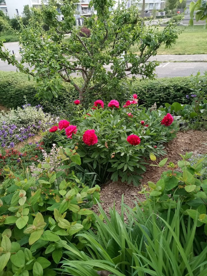 Foto 33 van Unescostraat 1