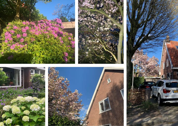 Foto 45 van Rozenlaan 14